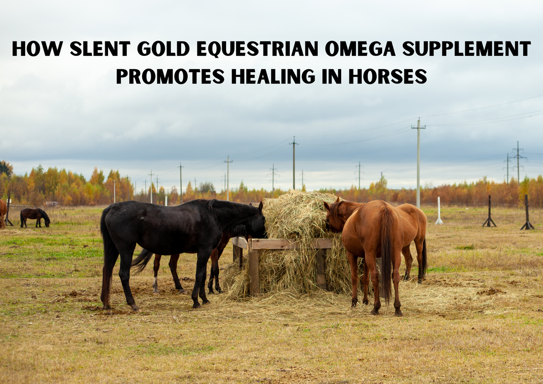 Slent Gold Equestrian Omega Supplement: Supporting Equine Recovery