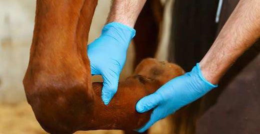 The Top 5 Most Common Injuries in Horses in South Africa