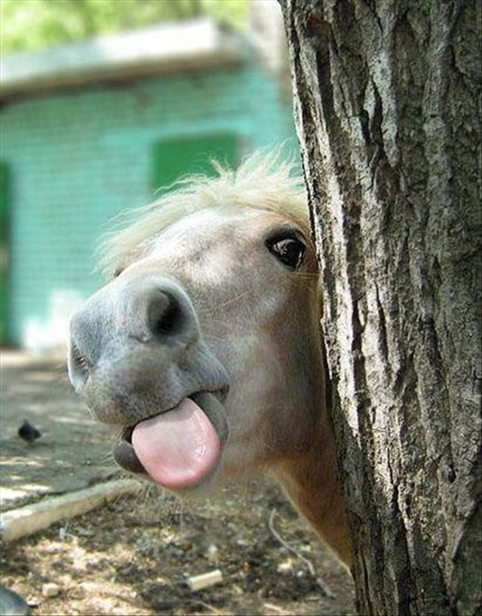 10 Fun Facts about your horse!