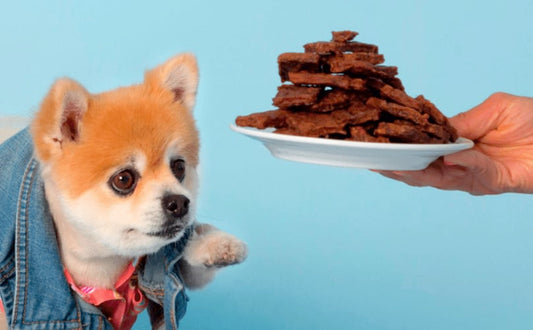 Dog reaching out for a plate of treats