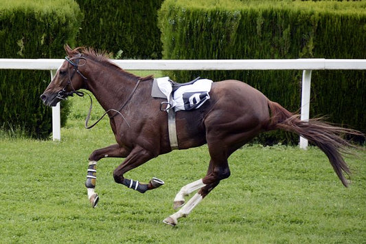 Dark brown race horse galloping with a saddle on