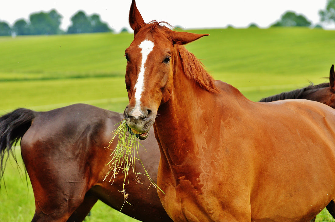 Two healthy horses eating grass