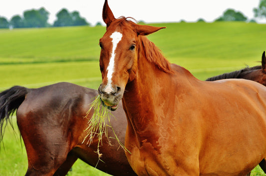 Two healthy horses eating grass
