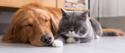 Cat and dog sleeping