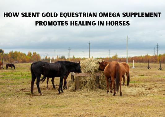 Slent Gold Equestrian Omega Supplement: Supporting Equine Recovery