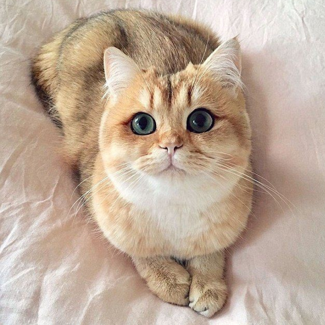 Cute cat with blue eyes