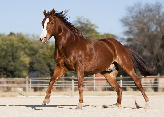 beautiful brown horse running in the enclosure