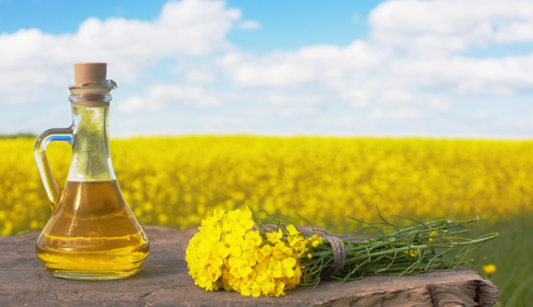 Cape Canola cooking oil in a canola field